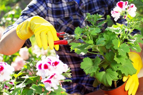 Tree surgery work on a residential property in Forestgate