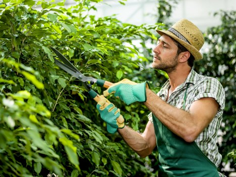 Arborist assessing a service issue on site